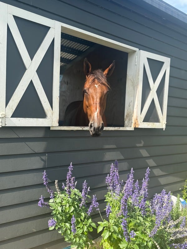 Life at The Royal Palm Equine Centre