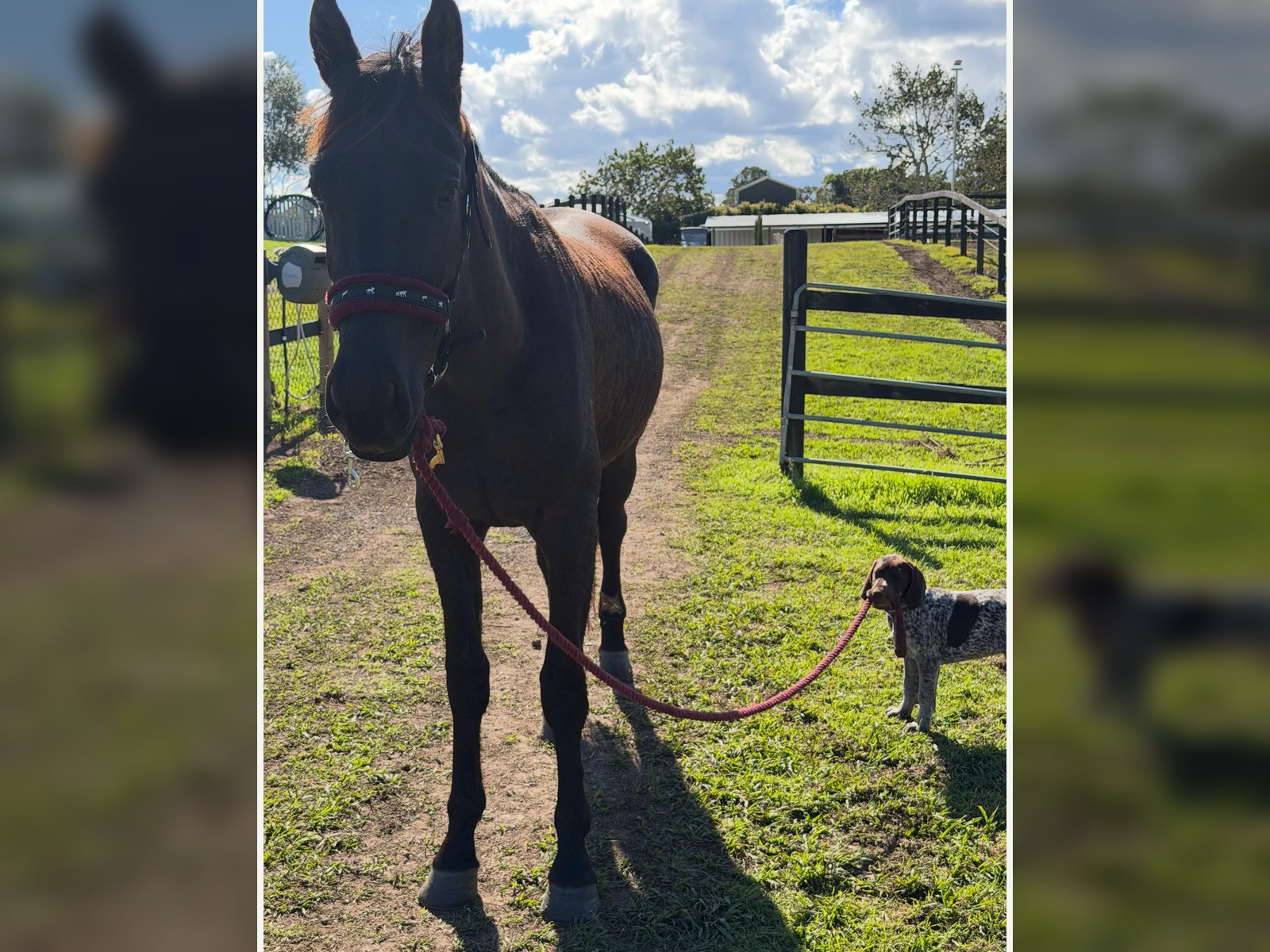 Horse Behaviour Consultation